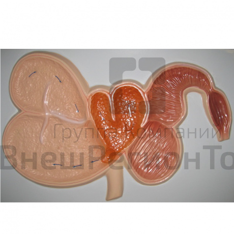 Модель барельефная "Желудок жвачного животного".