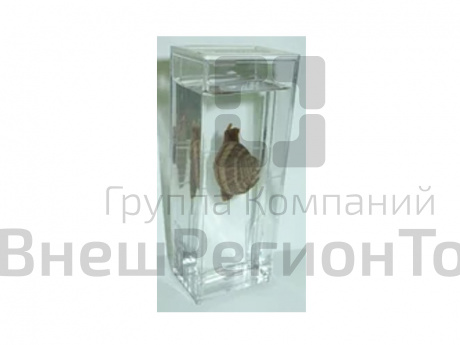 Влажный препарат "Виноградная улитка".