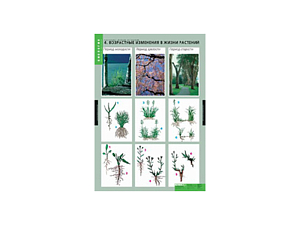 Таблицы «Растение — живой организм» 68×98 см
