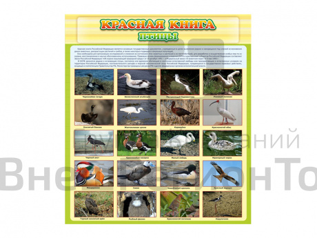 Стенд Красная книга - Птицы.