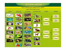 Стенд Систематика животных
