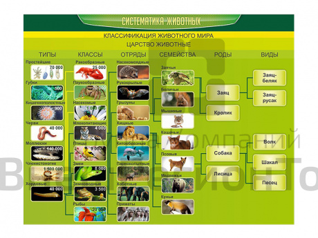 Стенд Систематика животных.