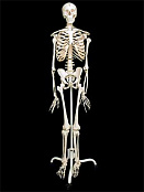 Скелет человека на подставке, 170 см