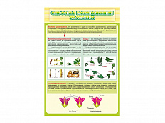 Стенд Способы размножения растений