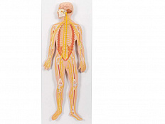 Модель нервной системы