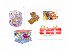 Модель-аппликация Строение клетки