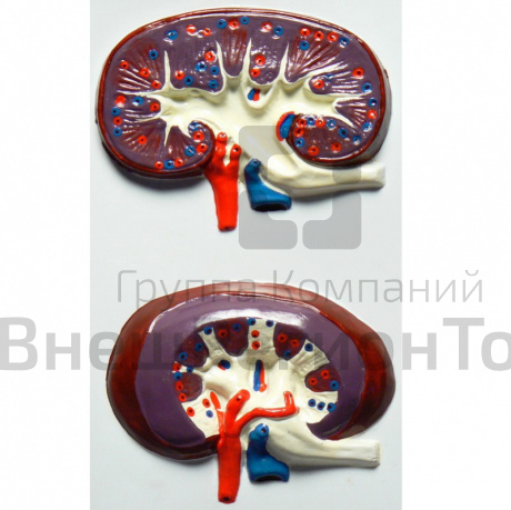 Модель барельефная "Строение почки".
