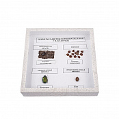 Коллекция энтомологическая "Примеры защитных приспособлений у насекомых"