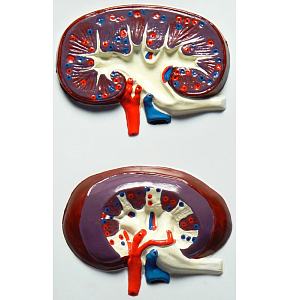 Барельефная модель «Строение почки»