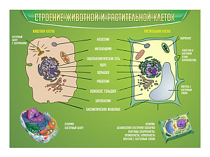 Стенд Строение животной и растительной клеток