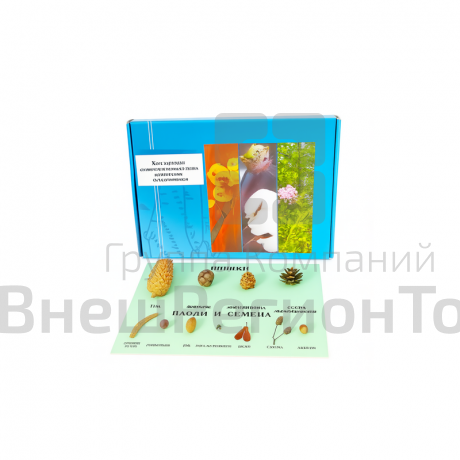 Коллекция "Шишки, плоды, семена деревьев и кустарников".
