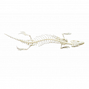 Модель Скелет ящерицы