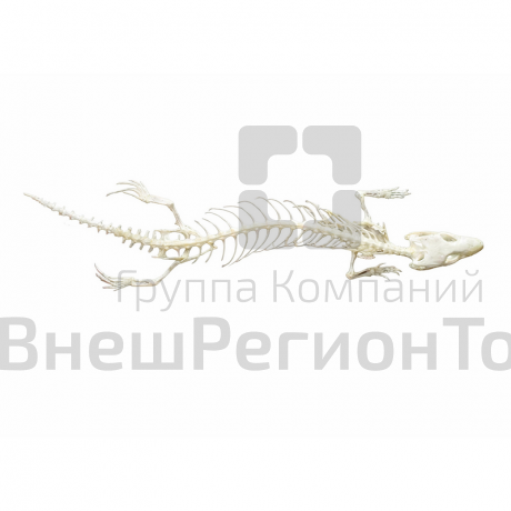 Модель Скелет ящерицы.