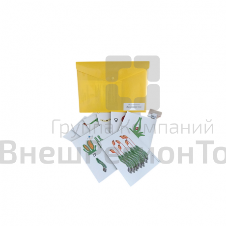 Модель-аппликация Размножение мха .