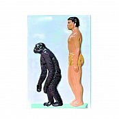 Модель барельефная "Человек и шимпанзе"