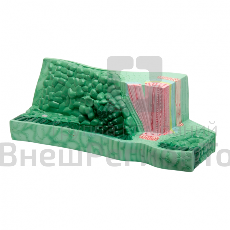 Модель "Структура листа".