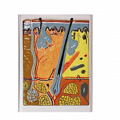 Модель барельефная "Строение кожи"