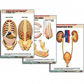 Комплект таблиц "Анатомия" (21 шт.) (лам.)