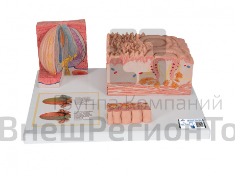 Модель языка.