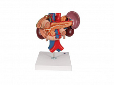 Модель почки с органами задней части верхнего отдела брюшной полости