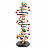 Модель "Структура ДНК"