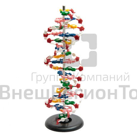 Модель "Структура ДНК".