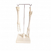 Скелет конечности овцы (передняя и задняя) на подставке