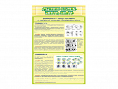 Стенд Деление клеток. Митоз. Мейоз