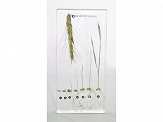 Коллекция "Развитие пшеницы" в акриле