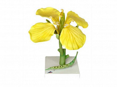 Модель цветка рапса