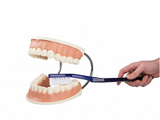 Модель «Уход за зубами»