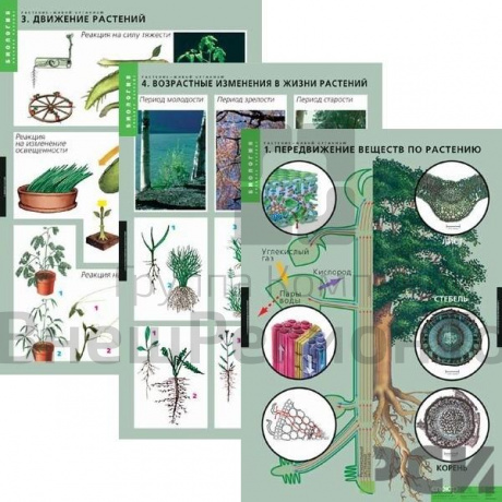 Комплект таблиц "Растения - живой организм" (4 шт.).