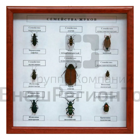 Коллекция энтомологическая "Семейство жуков".