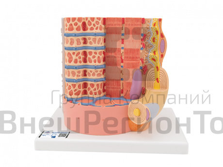 Модель мышечного волокна.