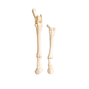 Скелет конечностей лошади на подставке ПРШ-Б190