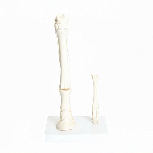 Скелет передней конечности лошади и овцы на подставке