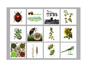 Модель «Агроценоз» — дидактическая аппликация