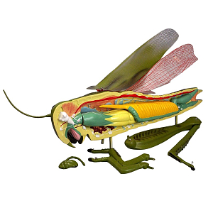 Модель «Кузнечик» (сборная)