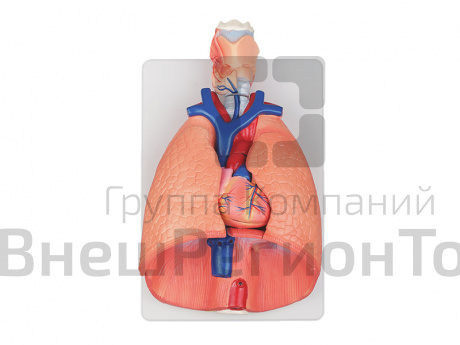 Модель "Система органов дыхания".