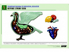 Рельефная таблица Внутреннее строение голубя, А1