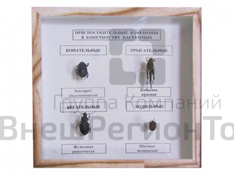 Коллекция "Приспособительные изменения в конечностях насекомых".