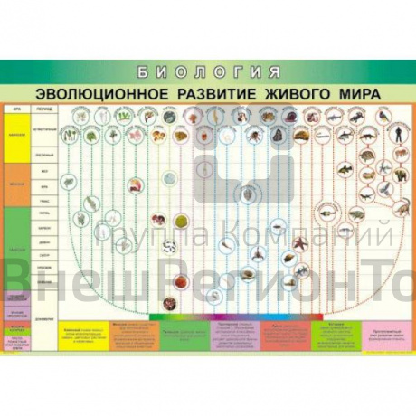 Таблица Эволюция развития живого мира 70х100 винил.