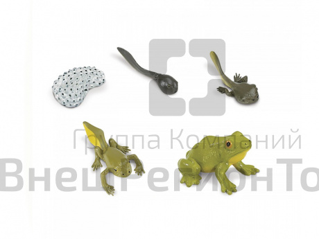 Фигурки Жизненный цикл лягушки 5 шт..