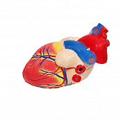 Модель "Сердце" (демонстрационное)