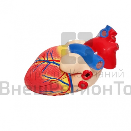 Модель "Сердце" (демонстрационное).