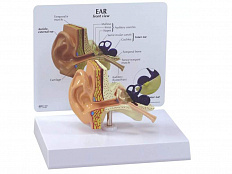 Модель уха в натуральную величину