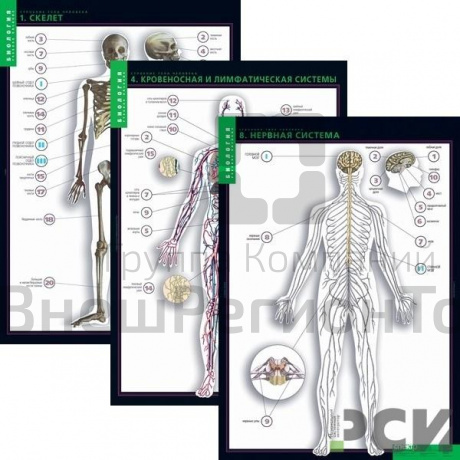 Комплект таблиц "Строение тела человека" (10 шт.+ 80 карточек).