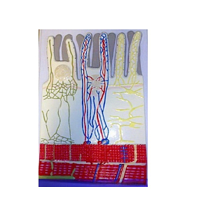 Барельефная ворсинка тонкой кишки с сосудистым руслом