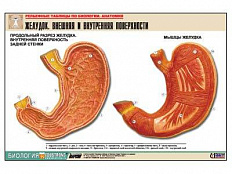 Рельефная таблица Желудок. Внешняя и внутренняя поверхности, А1