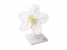 Модель цветка яблони карликовой